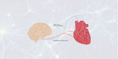 vegetativer-stress